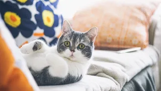 Cats & Kittens 4K Relaxation Film - Calming Piano Music - Relaxing Ambient Piano Music Cute Pets