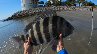 Surprise Giant Fish Caught From The Beach On A Half A Blue Crab #Shorts