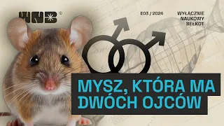 Mysz, która ma dwóch ojców