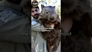 Cube-shaped poops of cute Australian animal