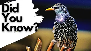 Things you need to know about STARLINGS!