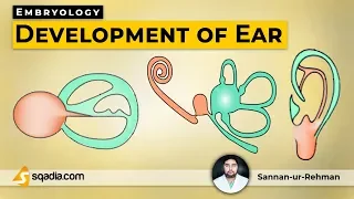 Development of Ear | Embryology Lecture | Medical V-Learning Platform | sqadia.com