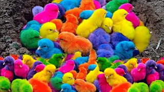 Catch cute chickens, colorful chickens, cute chicks 🐥, #ayamfiny #ayammr