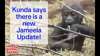 Baby Jameela Update - Second Introduction  4-17-24       #gorillas