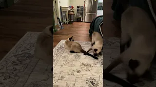 Kitty Fight! Siamese Cats