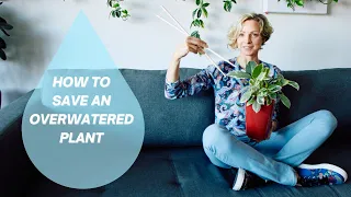 How To Save An Overwatered Plant & Prevent Future Overwatering 🚑🌿