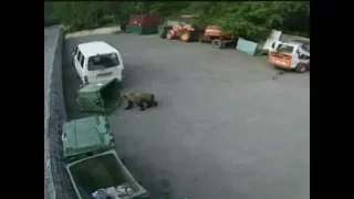 Молодой медведь вышел на парковку заповедника «Столбы»