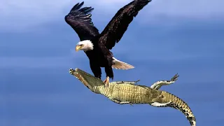 Most Dangerous Eagle Attack in 100 YEARS!