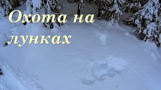 Охота на боровую на лунках. ГЛУХАРЬ. Первый трофей года.