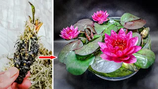 WATER LILY Plant Growing Time Lapse - Bulb To Flower (63 Days)