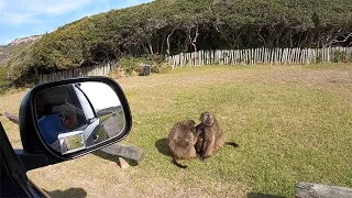 Baboons at Cape Point- Buffels Bay.