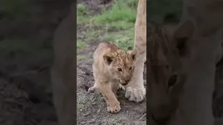 Lion Cub Calling Mom #shorts#lion#baby