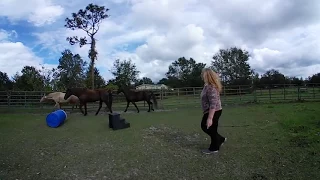 My First 360 Video - Lunging the Horses