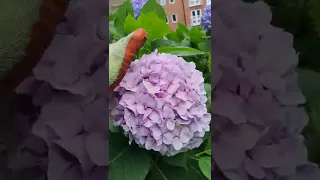 Huge Hydrangea Flower Heads! #Shorts #Gardening #Plants