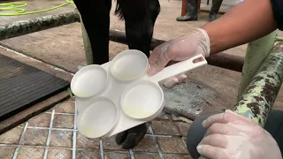 California Mastitis Test (CMT) in a Cow