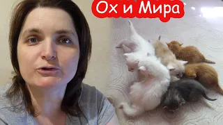 VLOG Мира чуть не убила своего котёнка. Застрял