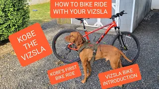HOW TO BIKE RIDE WITH A HUNGARIAN VIZSLA