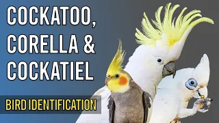 Learn to ID: Cockatoo, Corella & Cockatiel