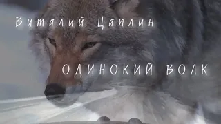 Виталий Цаплин - Одинокий волк