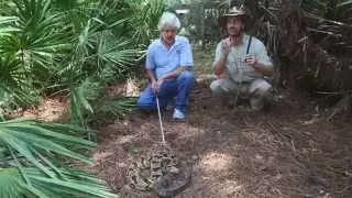 6 Venomous Snakes of Florida! Kamp Kenan S2 Episode 17