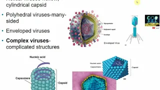 2117 Chapter 13 - Viruses, Viroids, and Prions