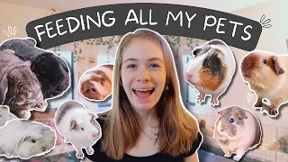 FEEDING ALL MY 10 PETS 🥬🥗💓 // DAILY ROUTINE
