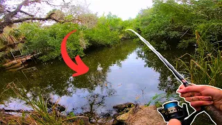 Catching TARPON and SNOOK in a TINY creek