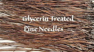 Glycerin treating pine needles for pine needle baskets