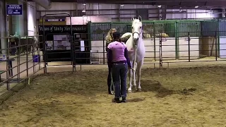 Reiki; energy healing demonstration at the Rocky Mountain Horse Expo with Anna Twinney