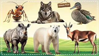 Cutest Animal Sounds and Behaviors Compilation: Polar bear, Ant, Deer, Wolf, Rhinoceros, Duck