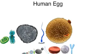 Microorganisms Size Comparison