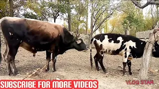 Most Powerful Bull Meeting Small Beautiful Cow | Village Animals |