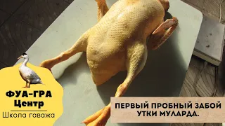 Первый пробный забой утки муларда.