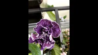 Streptocarpus Different Flower Shape and Color