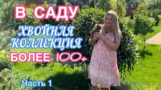 МОЯ КОЛЛЕКЦИЯ ХВОЙНЫХ РАСТЕНИЙ 🌲 БОЛЕЕ 100🌲 Гинго Билоба, Зе Блюз, Клиперт + 60см. 1я часть