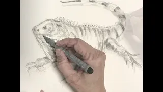 Making of Iguana