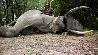 Magical Zimbabwe Free Range Elephant and Buffalo hunt.