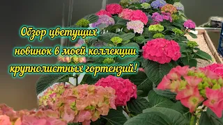 Обзор цветущих гортензий в моей коллекции! 🌺🌺🌺