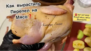 Что добавить в корм для перепелов❓Мясо перепела ORGANIC ✅