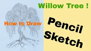 How to Draw Willow Tree Step by Step for Beginners