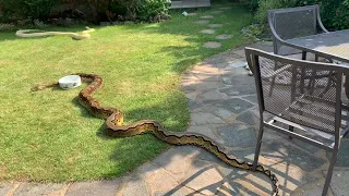 Reticulated Pythons enjoying the Summer weather.