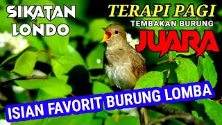 TERAPI PAGI UNTUK SEMUA JENIS BURUNG KICAU | MASTERAN SUPER EDAN | sikatan londo gacor