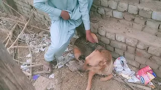 Dog Reunited with Owner SlowlyRecognizes Dad After Years in Shelter |The Dodo