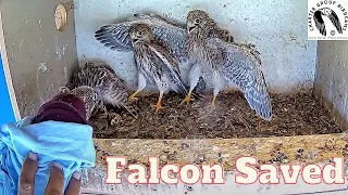 Kestrel Nestling's Epic Return To The Nest After A Frightening Fall!