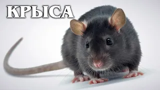 Крыса: Самый умный грызун | Интересные факты про крыс