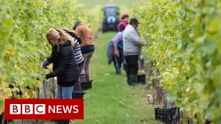 UK Immigration: No visas for low-skilled workers, government says - BBC News