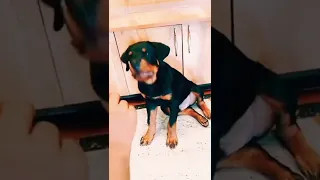 Rottweiler Dog Training|Speak Command|🐾Don🐾|