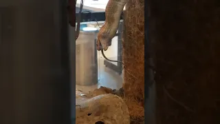 Snake eating a rat goes viral in the Netherlands!!!