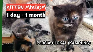 Kitten Mixdom Persia + Lokal (kampung) 1 hari - 1 bulan.