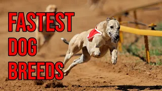 These 10 Fastest Dog Breeds Are Comparable To Cheetah